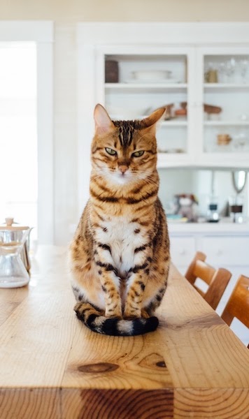 猫が吐く