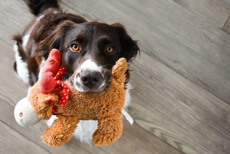 犬のために最も重要なアイテムを購入する