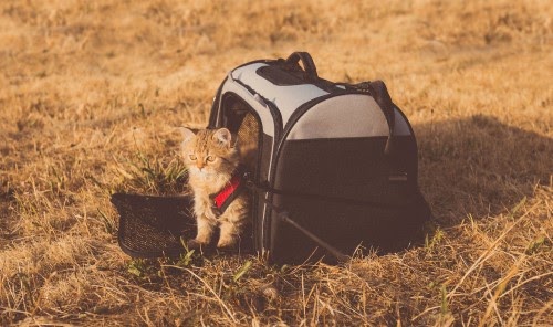 猫を飛行機に乗せるための準備