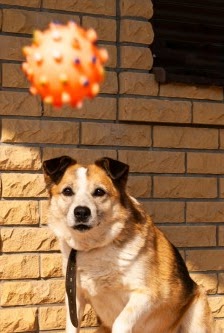 横浜市神奈川区のペットホテル おすすめ14選