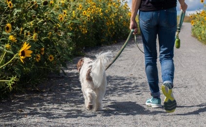犬の散歩