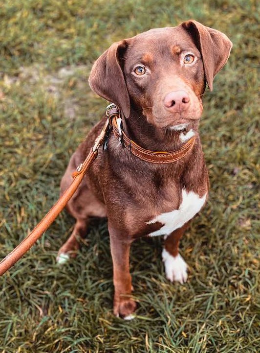 犬散歩バイトの仕事内容