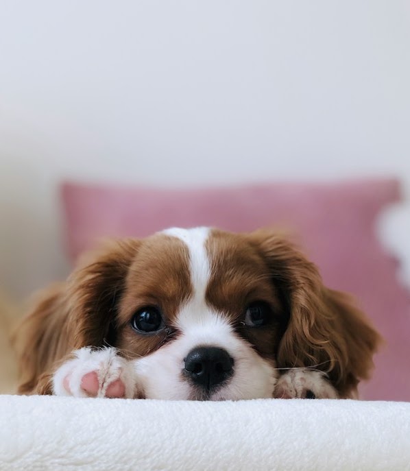 吐く犬の原因