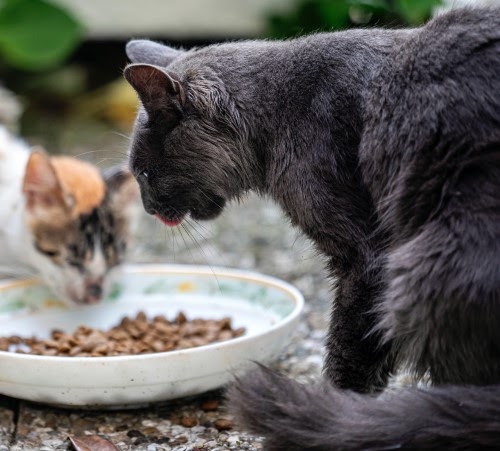 猫のエサ