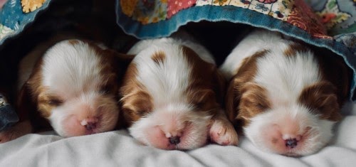 犬　睡眠中
