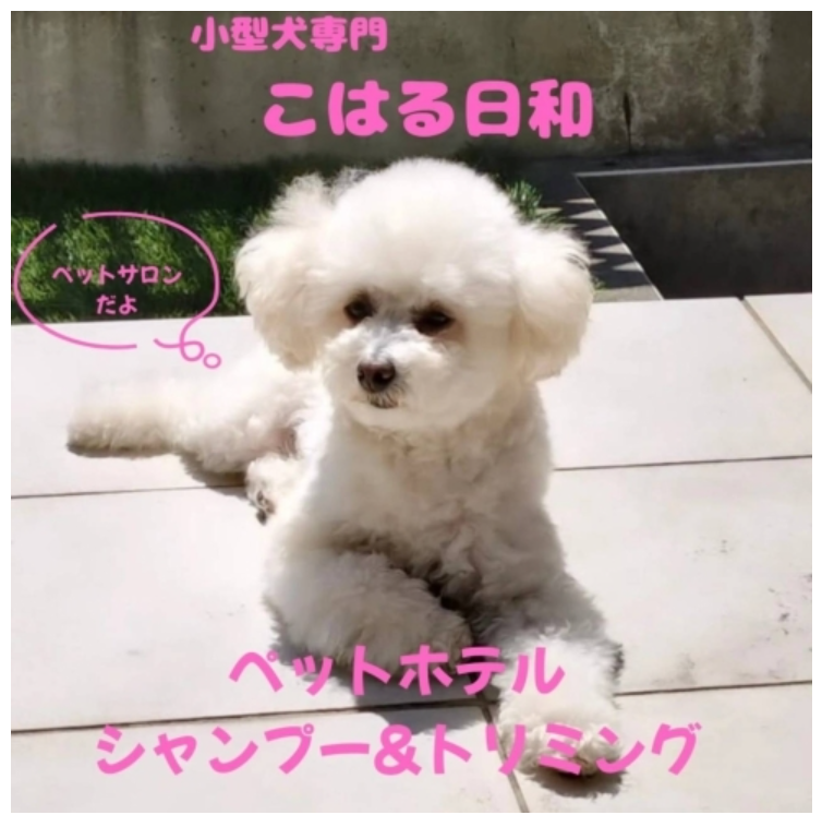 小型犬専門 doghotel&shampoo こはる日和