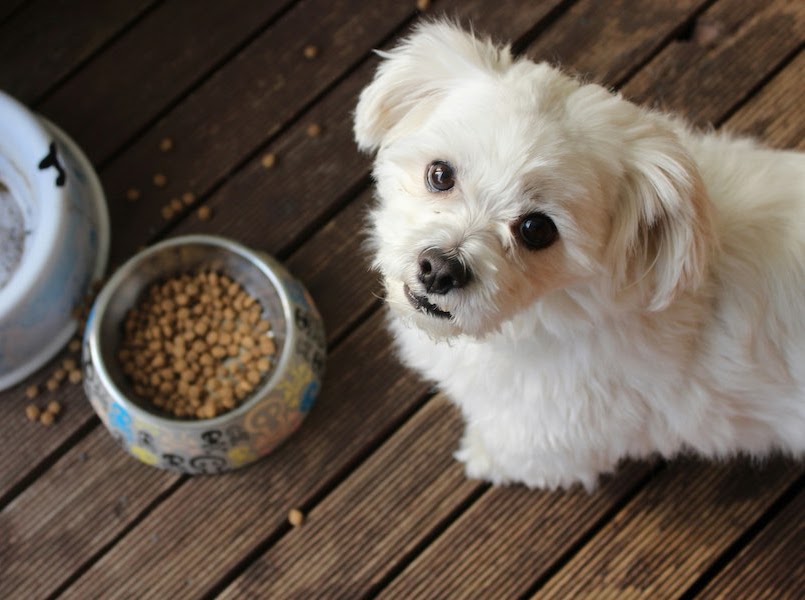 犬を飼うために必要なお金