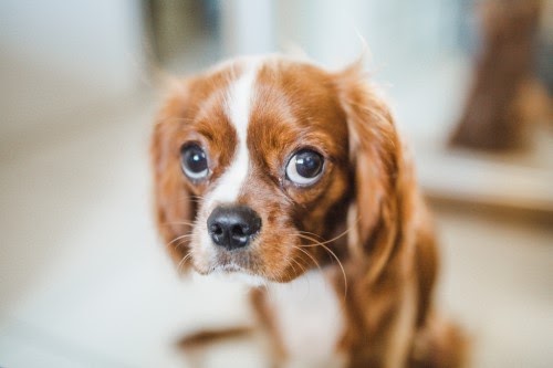 犬　目やに