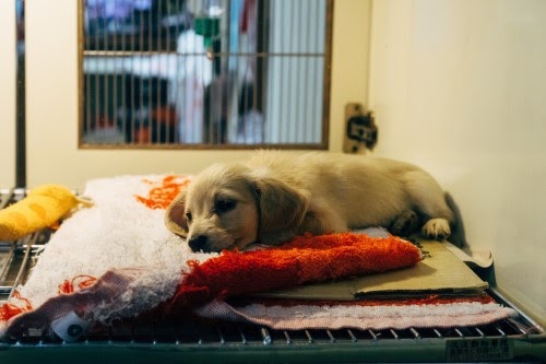 犬に薬を飲ませるコツ