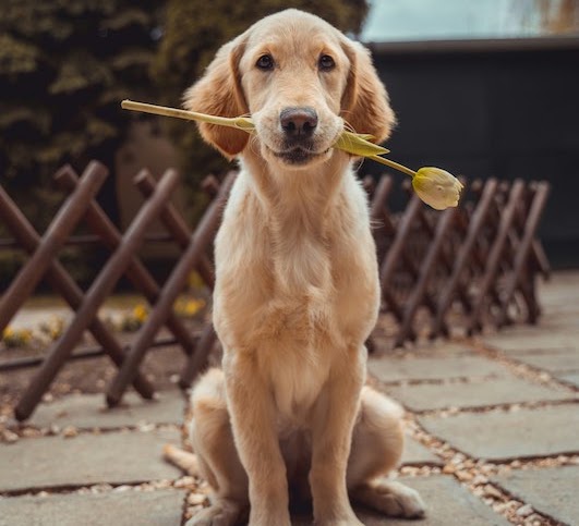 犬のしつけにはどれくらいの時間