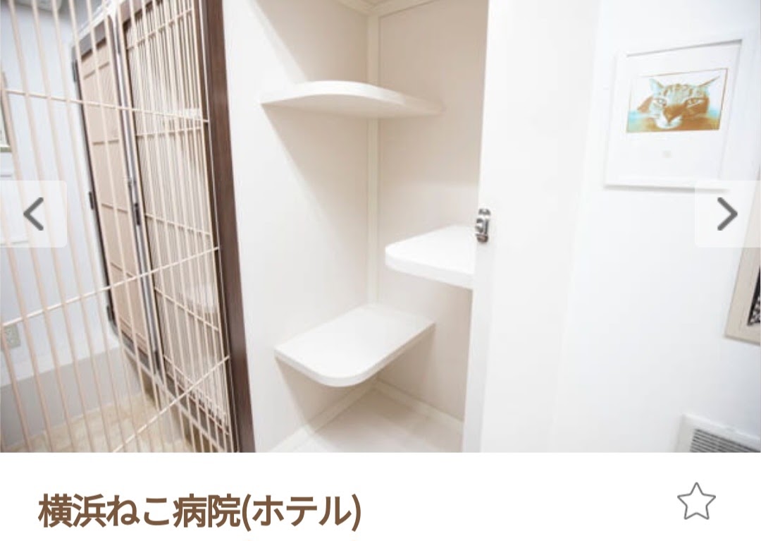 横浜ねこ病院