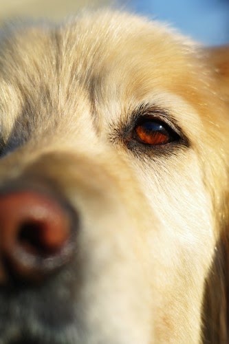 犬　目のケア