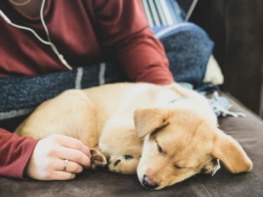 北区のペットシッター おすすめ7選