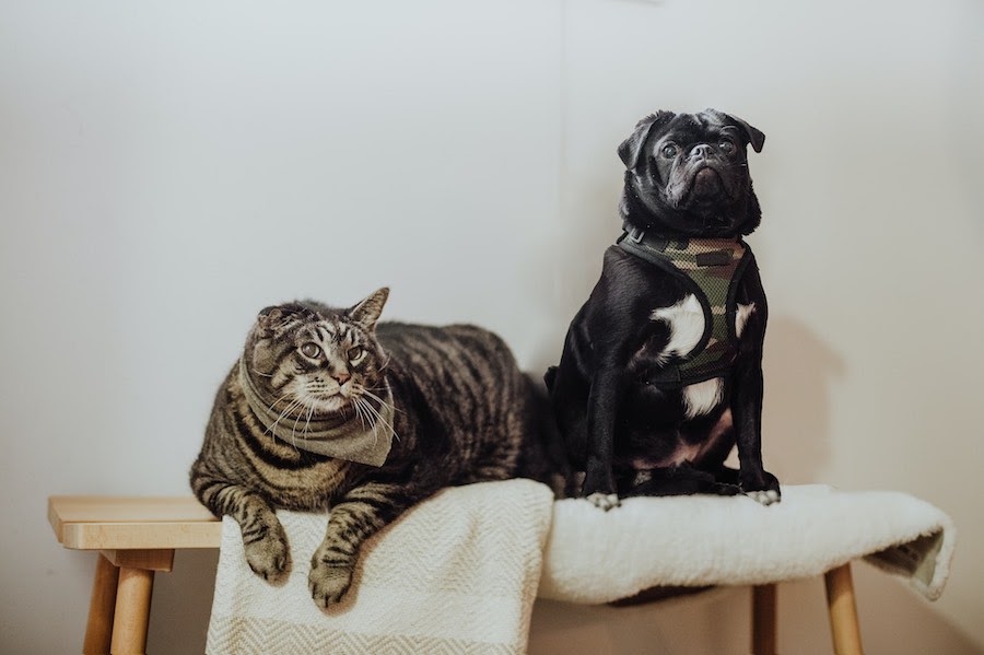 犬と猫