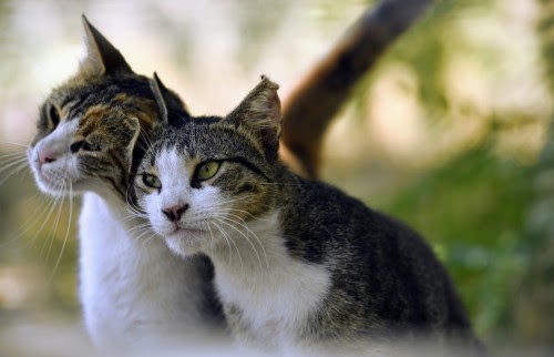 猫が鳴く理由
