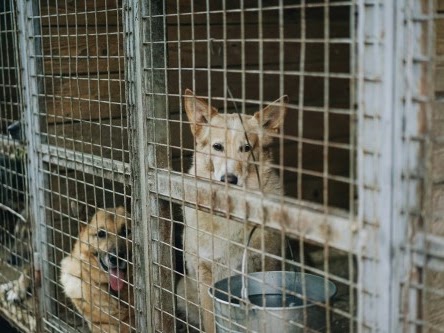 保護犬