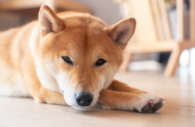 犬の寿命について