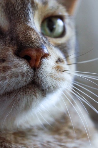 猫の発情期について知ろう！