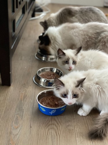 愛猫がエサを食べない理由と対処法