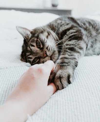 猫　リラックス