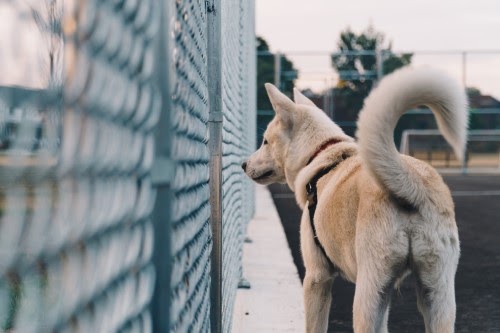 犬のおならがくさい理由と解決方法