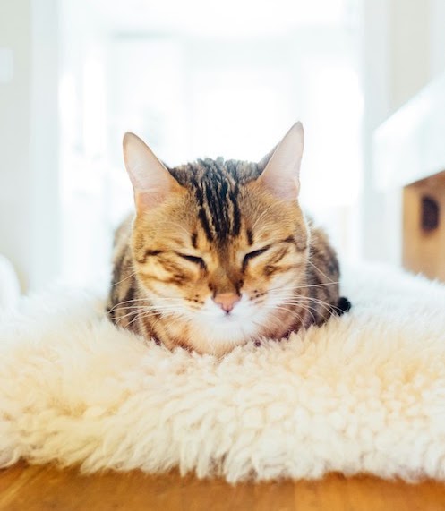 猫の睡眠時間