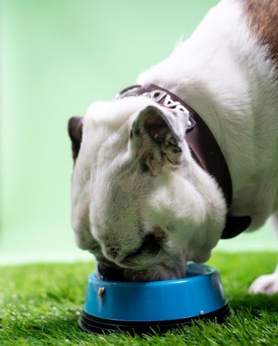 犬　ご飯