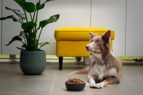 犬　エサ　食べない