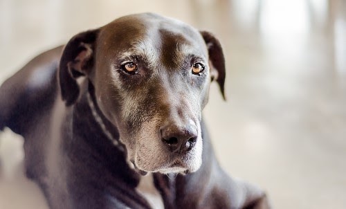 老犬をお世話するためのポイント
