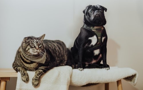 犬と猫