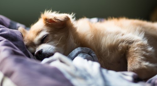 犬は夢を見るの？