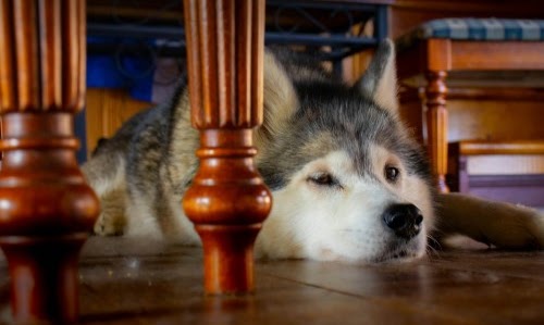 犬　アレルギー