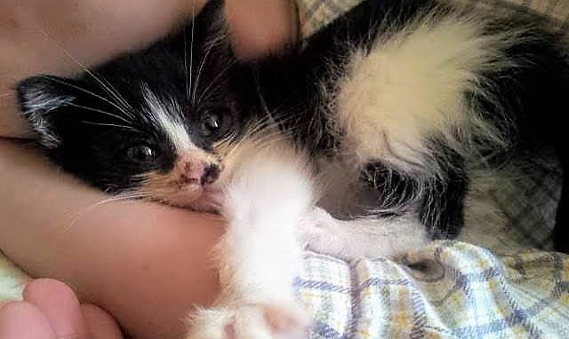ねこのちくわ