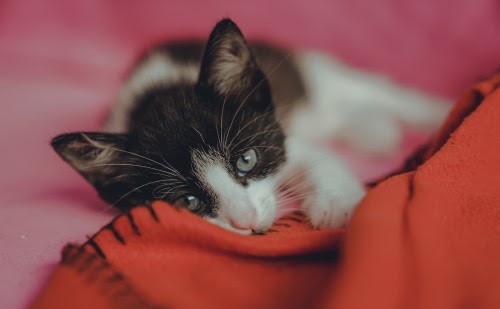 猫が寒さを感じる気温は？