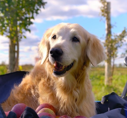 りんごの種や芯は犬に危険