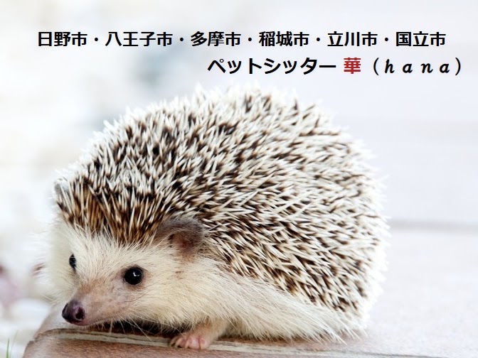 ペットシッター華(ｈａｎａ)