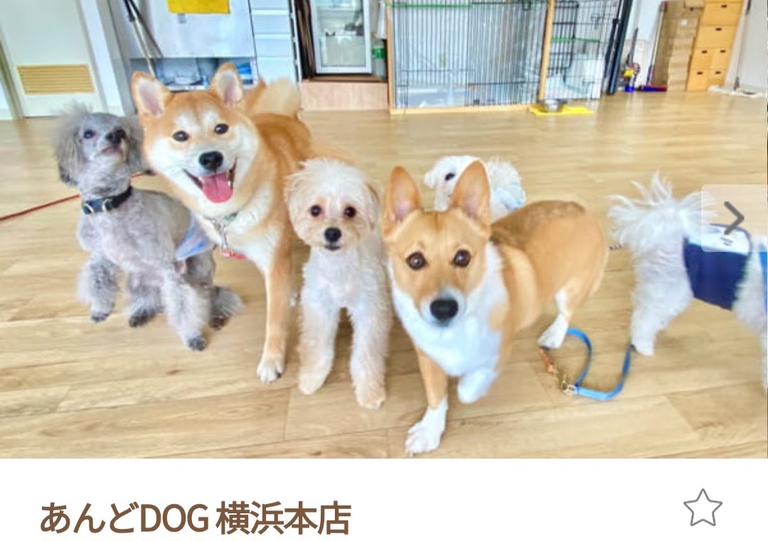 あんどDOG 横浜本店