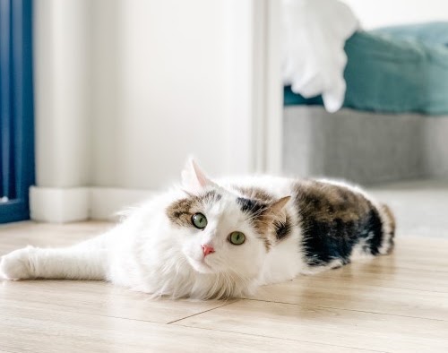 猫　リラックス