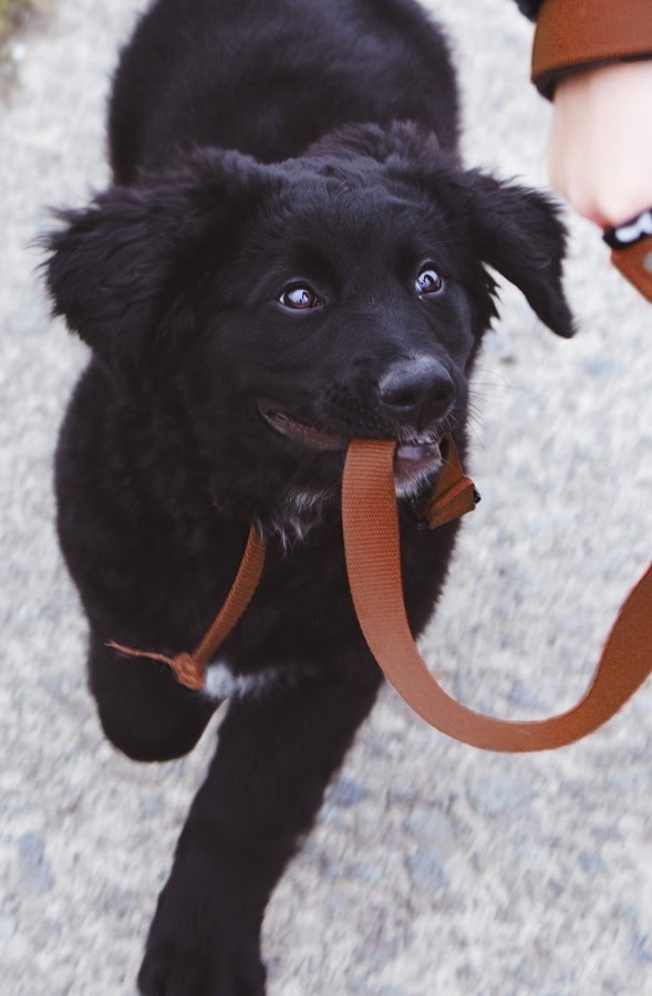 犬散歩公園