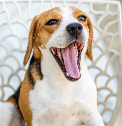 犬の口臭