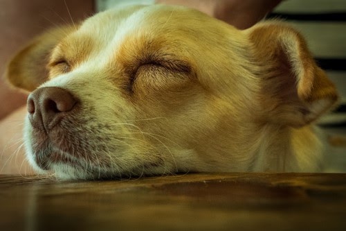 犬　夢
