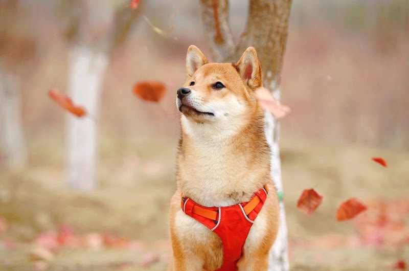 犬を飼うには犬の大きさ中型犬