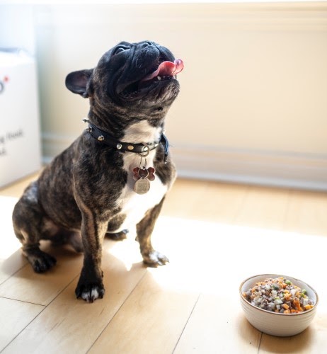 犬　食事