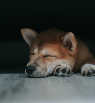 荒川区のペットホテル おすすめ8選