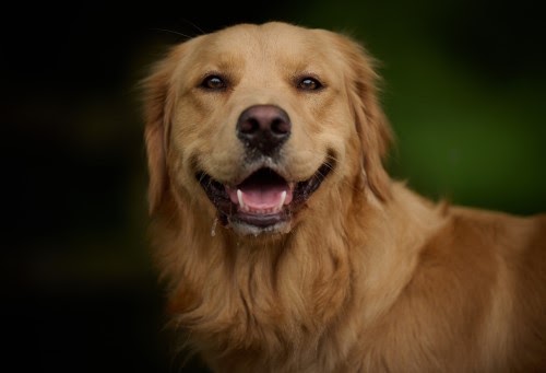 老犬　世話　コツ