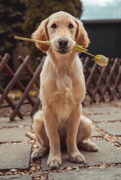 稼ぐための犬散歩バイトのコツ