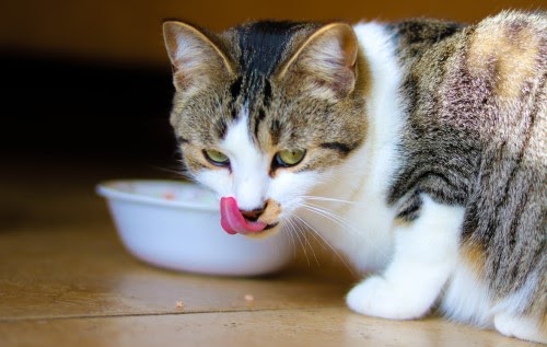 猫　食事