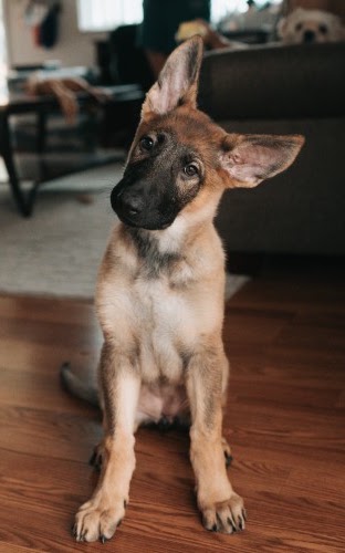 犬　耳　におい