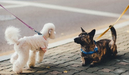 犬の散歩バイトとその魅力