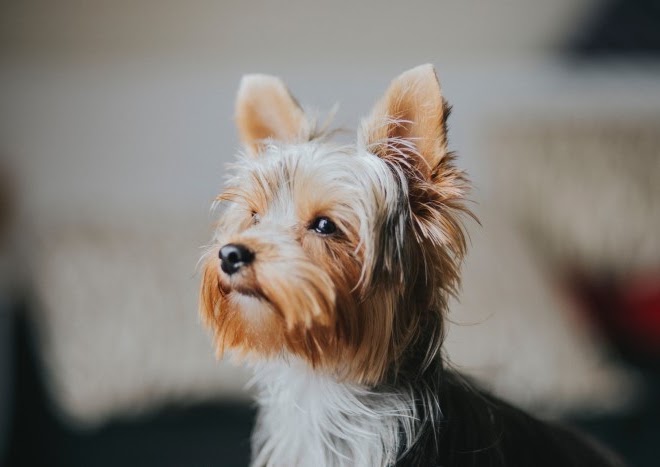 犬の寿命